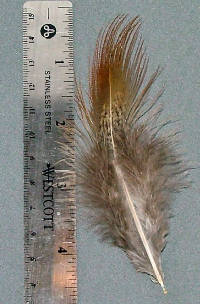 1_Ringneck_Pheasant_Rump_Feather.jpg