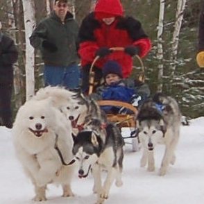 200611620586_Dogsled.jpg