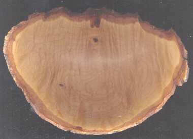 2006234643_naturaledgemaple.jpg