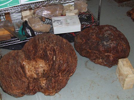 20076235443_big_burls.jpg