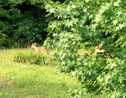 200771613201_deer1.jpg