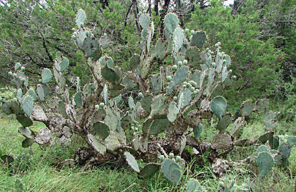 20077194203_cactus.jpg