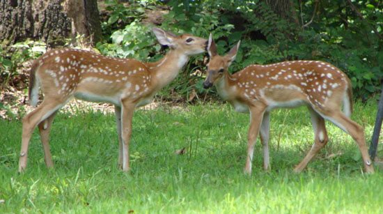 2007722195845_fawns%20playing%202.jpg