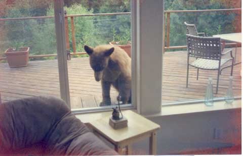 200791111015_Bear-in-window-web.jpg