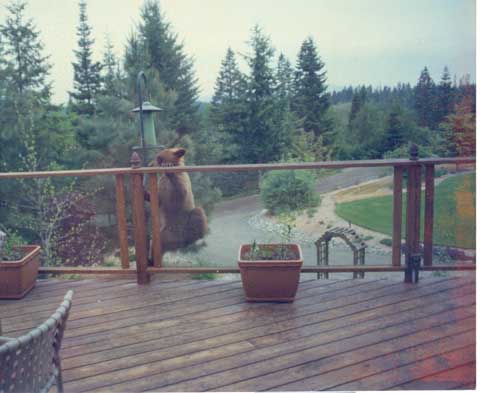 200791111045_Bear-climbing-rail-web.jpg