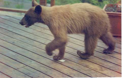 20079111114_Bear-web.jpg