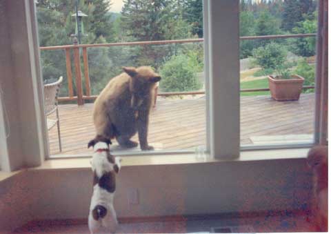 200791111648_Bdro-Bear-web.jpg