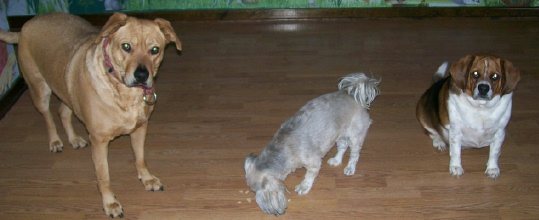 2008129161216_dogs.jpg