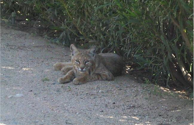 200832974111_bobcat.jpg