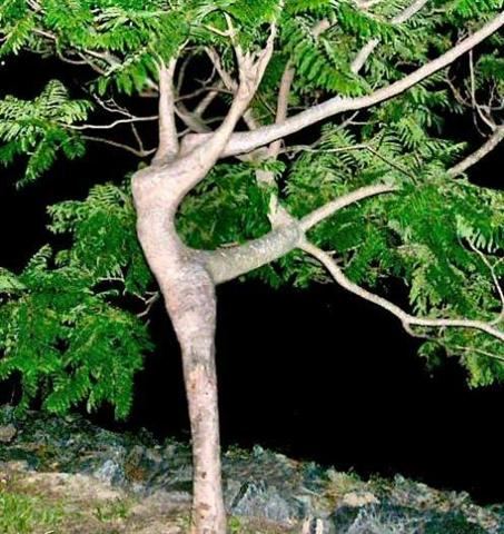 2008410221224_dancingtree1.jpg