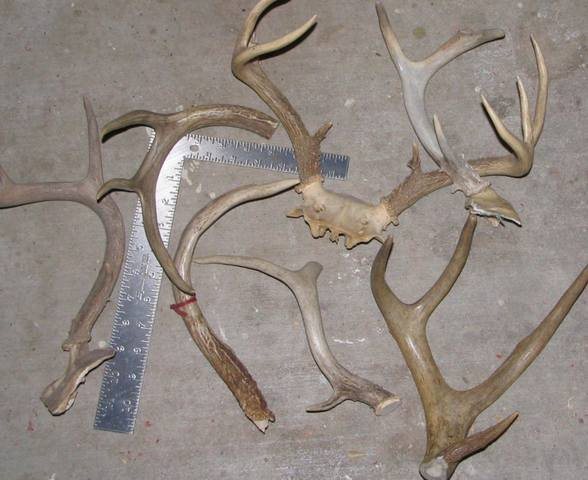 200852202836_antler.jpg