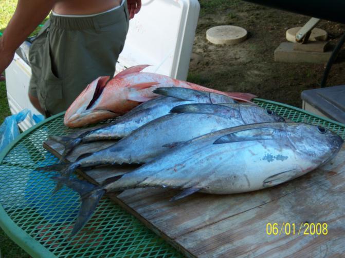 2008654347_fish1-post.jpg