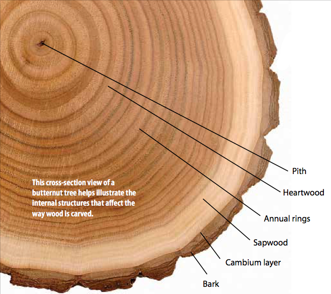 tree-crossection.png