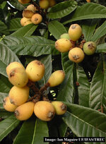 Loquat-lg.jpg