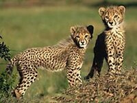 cheetah cubs.JPG