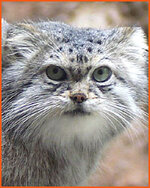 Pallas Cat.jpg