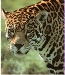 jaguar.gif