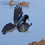 GrackleLanding.jpg