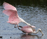 SpoonbillAttack.jpg