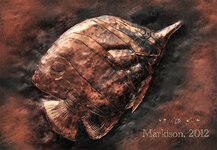 ButterflyFish,handengraved,markison,2012.jpg