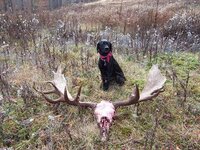 Riley&MooseSkull110109C.JPG