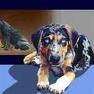 Catahoula Cur.jpg