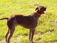 Zack- Brown & white German Shorthair Pointer 018_(1).jpg