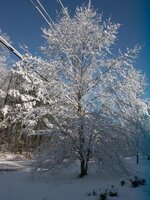 Snow Tree small.jpg