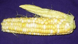 corn 002.jpg