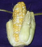 corn 004.jpg