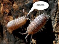 isopods_wood_lice_pill_bugs.jpg