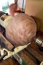 Walnut 16g.jpg