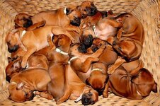 dog pile.jpg