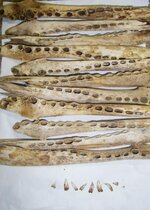 croc jaw bones.jpg