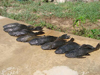 Plecos5-18-08-1.jpg