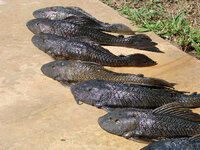 Plecos5-18-08-4.jpg