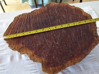 Red Malle Burl 2.jpg