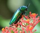 greenjewelbeetle.jpg