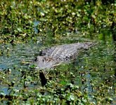 North American Alligator.JPG