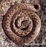 320-night-snake-2x.jpg