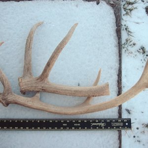 elk antler