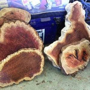 Mallee Burls