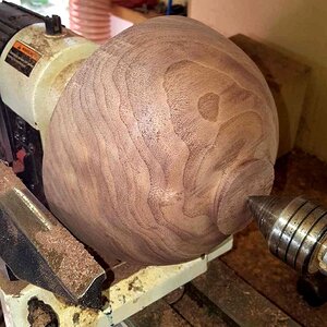 Walnut 16g.jpg