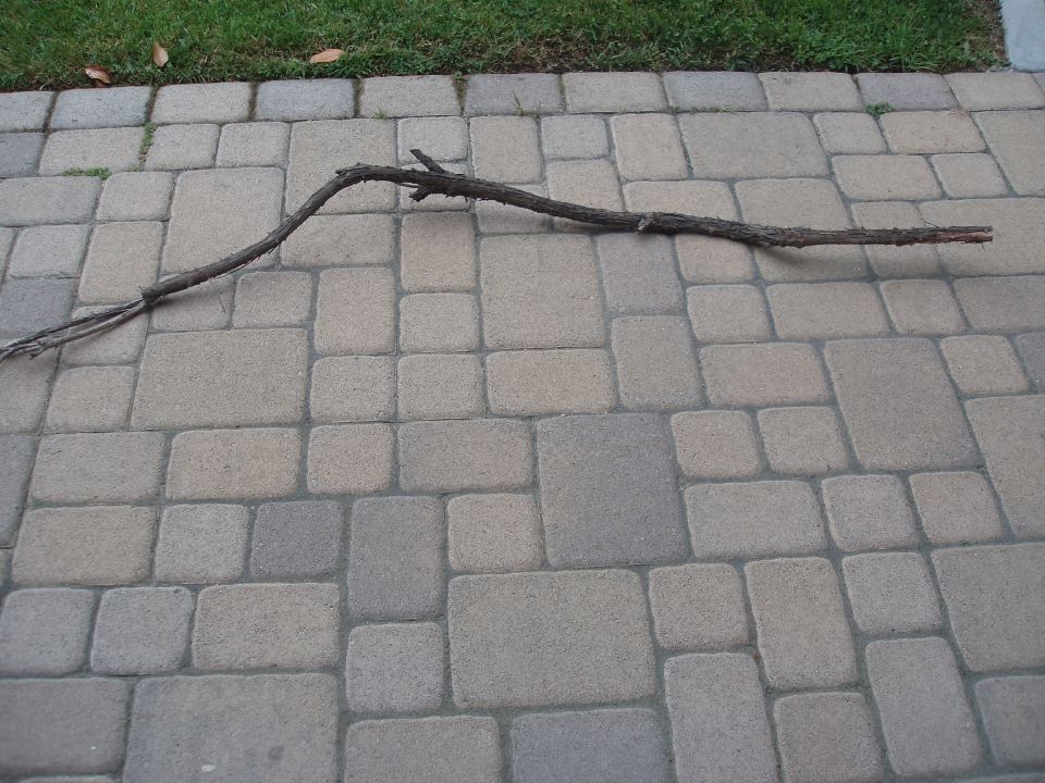 Brazilian Pepper Windfall Branch.JPG