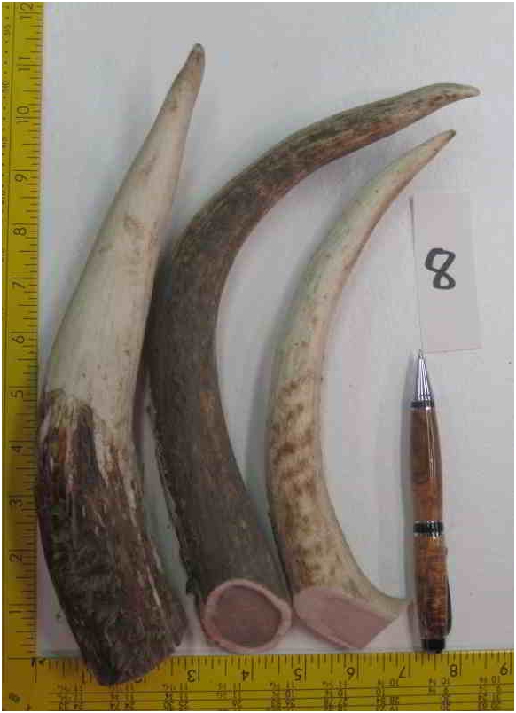 Elk Antler