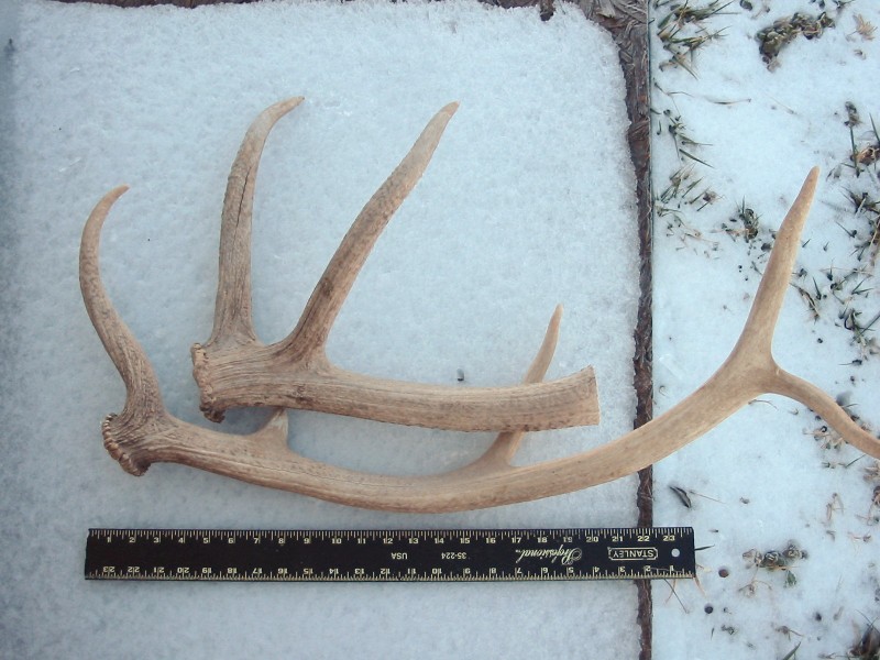 elk antler