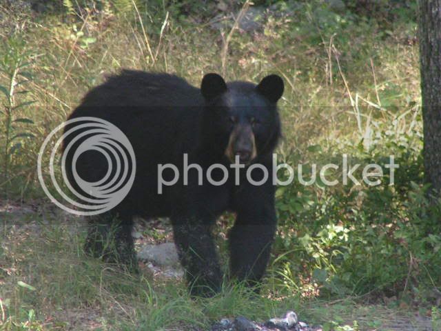 Blackbear008.jpg