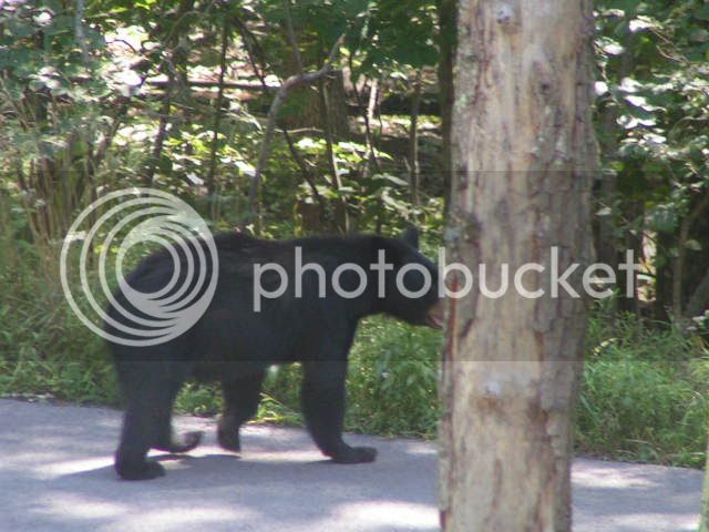 Blackbear043.jpg