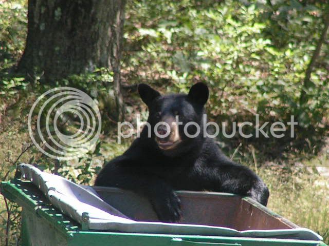 Blackbear011.jpg